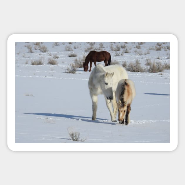 Wild horses, Arizona, nature, wildlife, gifts Sticker by sandyo2ly